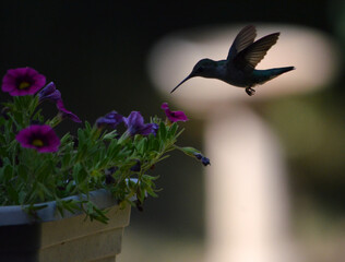 hummingbird silhouette feeding on a flower © Derek Robertson
