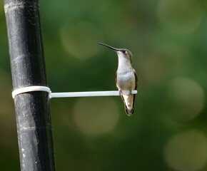 hummingbird on a zip tie