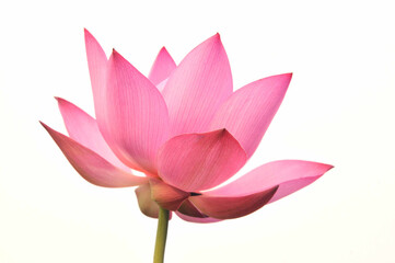 Blossoming lotus flowers