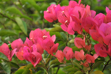Beautiful bougainvillea flowers