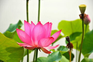 Blossoming lotus flowers