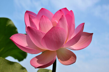 Blossoming lotus flowers