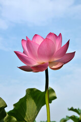 Blossoming lotus flowers