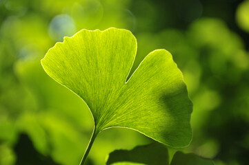 green ginkgo leaves in spring