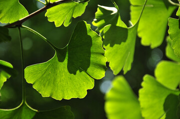 green ginkgo leaves in spring