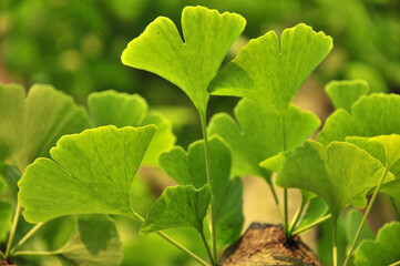 Obraz premium green ginkgo leaves in spring