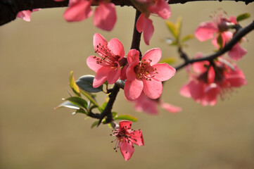 Chinese Flowing Crabapple
