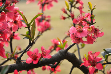 Chinese Flowing Crabapple