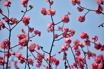 blossoming plum blossom in spring