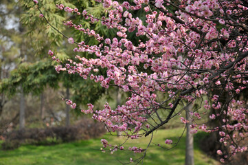 blossoming plum blossom in spring