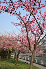 Obraz premium blossoming plum blossom in spring