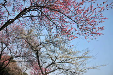blossoming plum blossom in spring