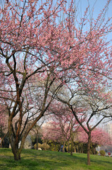 blossoming plum blossom in spring