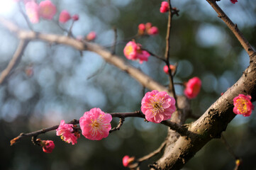 blossoming plum blossom in spring