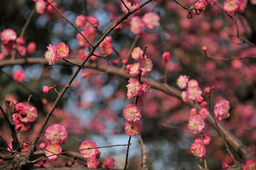 blossoming plum blossom in spring