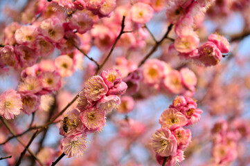 blossoming plum blossom in spring