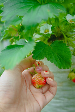 A hand picking up strawberry in fruit farm