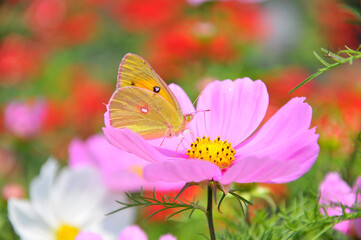 butterfly on a flower
