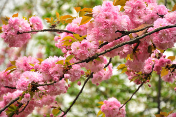 blossoming plum blossom in spring