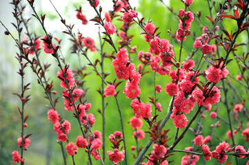 blossoming plum blossom in spring