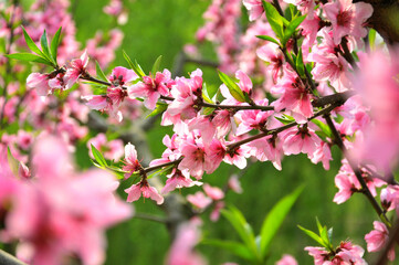 Peach blossom in spring time