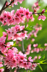 Peach blossom in spring time