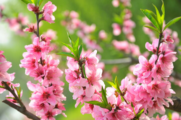 Peach blossom in spring time