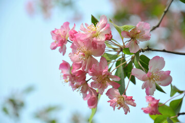 pink cherry blossoms