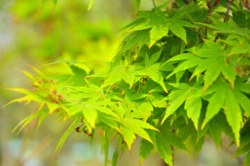  green maple leaves