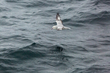 Southern Fulmer (Petrel Plateado) Latin Name: Fulmarus Glacialoides.