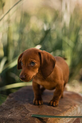 tan dachshund puppy
