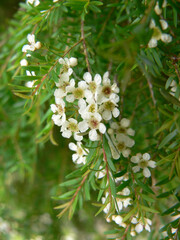 White flowers on a tea tree plant in a garden
