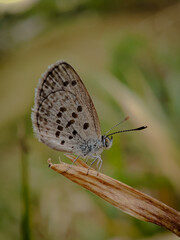 Close-up of Tiny grass blue (zizula hilax) in grass with blurred background