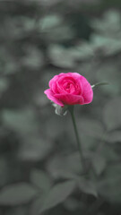 pink rose with black gray monochrome background