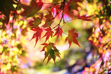 美しい秋の紅葉