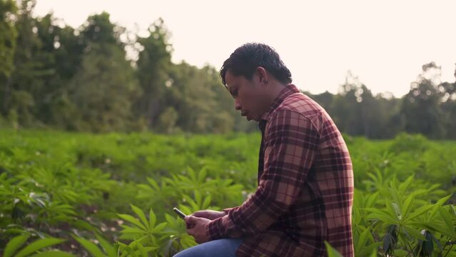 A farmer is sitting on a cell phone at a tapioca plantation area as the sun goes down.