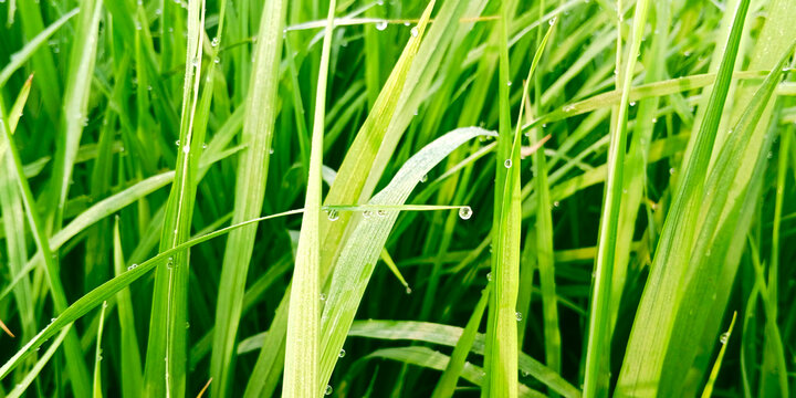 Paddy Field With Dewdrop In Morning, Green Nature HD Image, Nature Photography. 