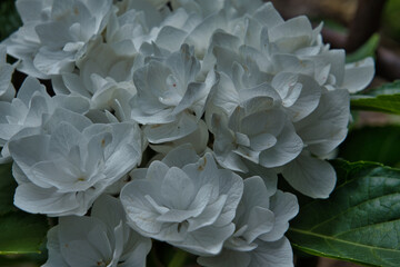 close-up on white flowers dark backround