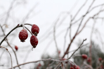 Winter berries