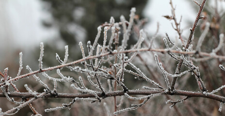 Winter twigs