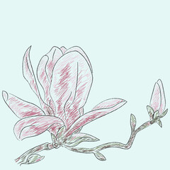 Sketch of magnolia flower in colors, branch, flower and bud