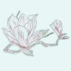Sketch of magnolia flower in colors, branch, flower and bud