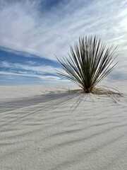 white sand dunes and plant in the desert