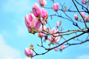  lovely magnolia blossom in springtime