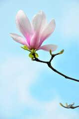 Obraz premium lovely magnolia blossom in springtime