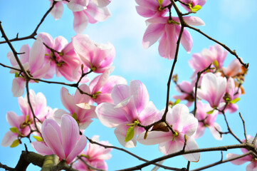  lovely magnolia blossom in springtime