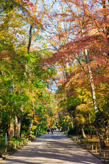 Obraz premium 京都・下鴨神社の紅葉