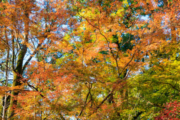 京都・下鴨神社の紅葉