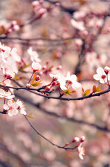 Pink cherry flower blossom