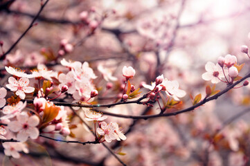 Pink cherry flower blossom